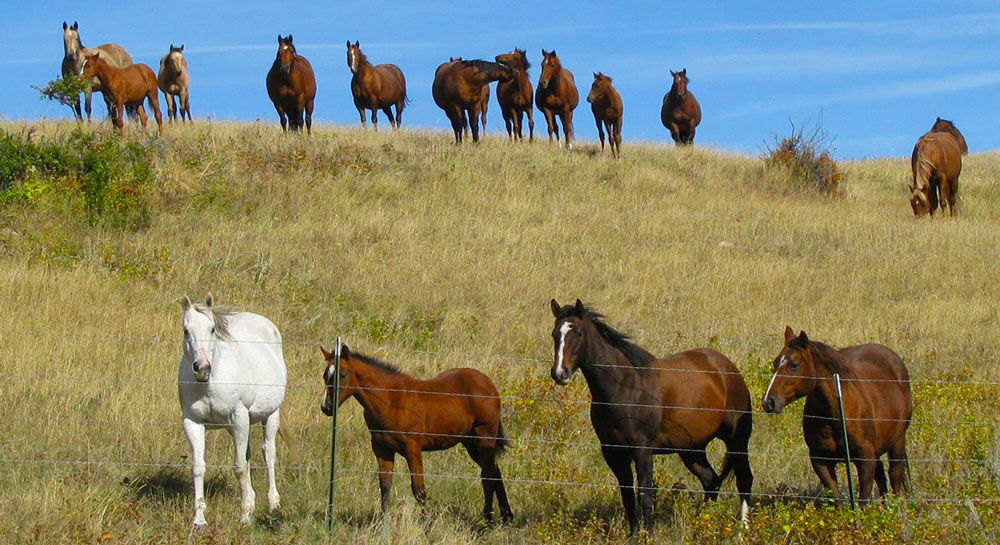 R Lazy 6 Quarter Horses